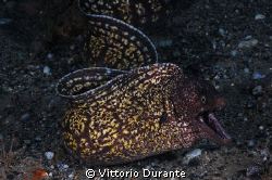 Moray by Vittorio Durante 